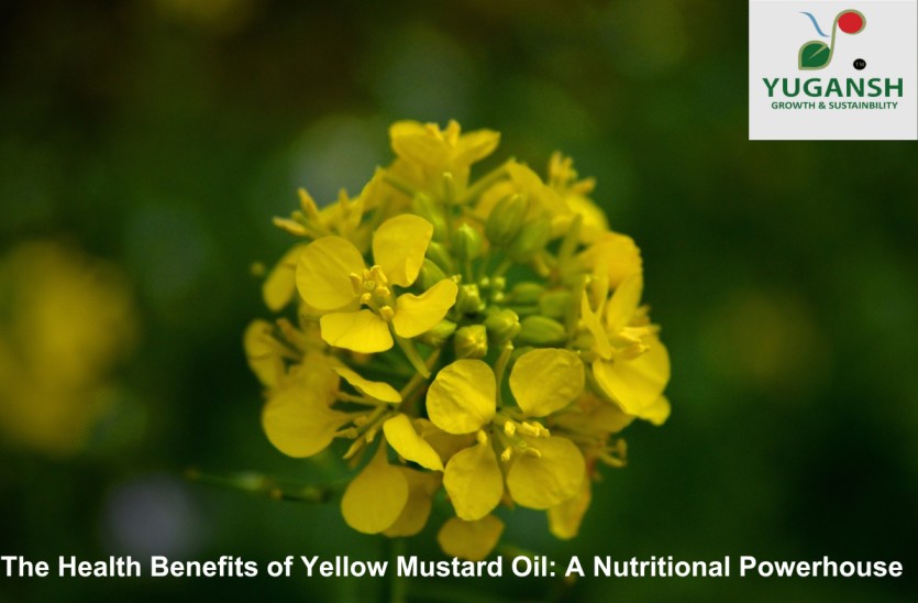 Health Benefits of Yellow Mustard Oil