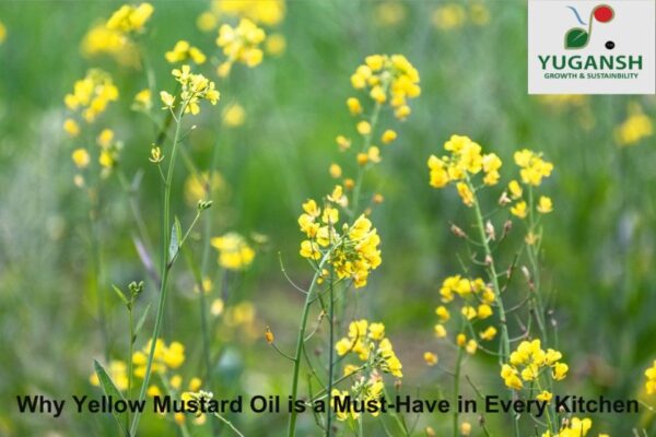 Yellow mustard oil